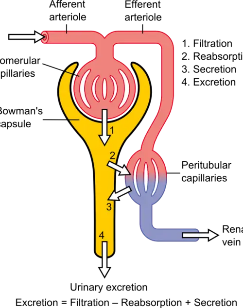 800px-Physiology_of_Nephron-500x634